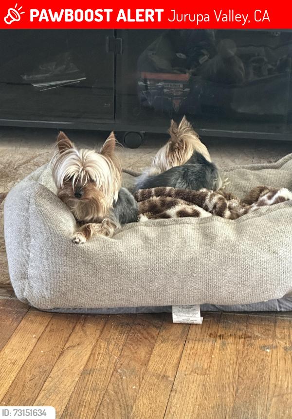 Lost Female Dog last seen Malaga dr, Jurupa Valley, CA 92509