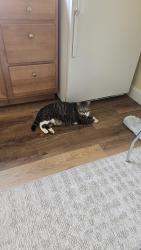 Found/Stray Female Cat last seen Near and Boro line rd, King of Prussia, PA 19405