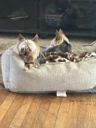 Lost Female Dog last seen Malaga dr, Jurupa Valley, CA 92509
