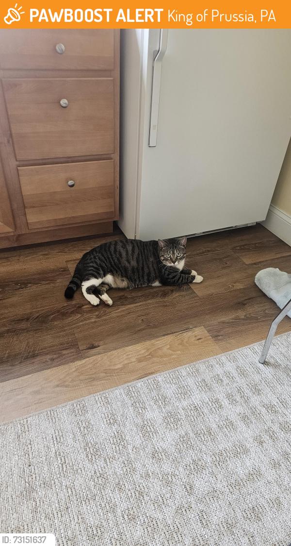Found/Stray Female Cat last seen Near and Boro line rd, King of Prussia, PA 19405