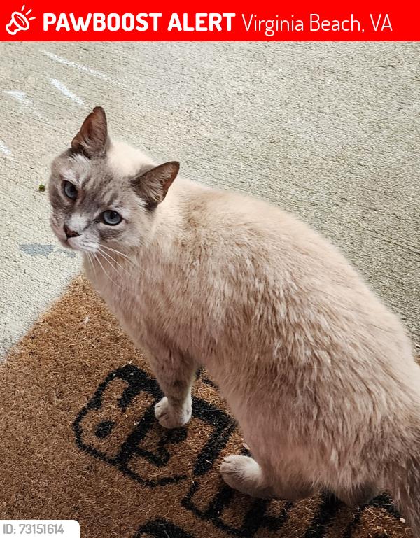 Lost Female Cat last seen Charlestown Lakes Soith Park, Virginia Beach, VA 23464