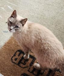 Lost Female Cat last seen Charlestown Lakes Soith Park, Virginia Beach, VA 23464