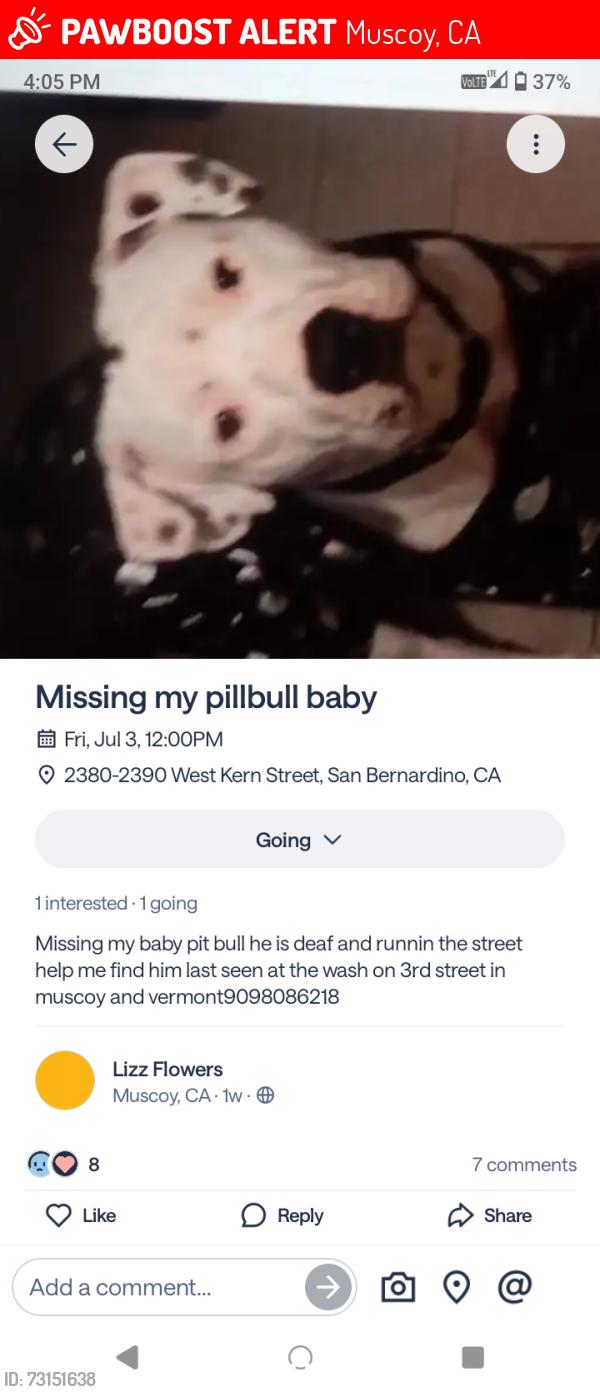 Lost Male Dog last seen Muscoy Gardena st cajon pass, Muscoy, CA 92407