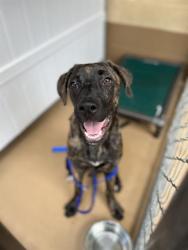 Shelter Stray Male Dog last seen FOUND OUTSIDE OF FACILITY, 130 Beyer Way, Chula Vista, CA 91911, USA