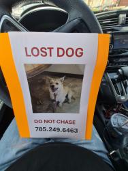 Reunited Female Dog last seen Auburn Hills apmt Complex on Westport, Topeka, KS 66614