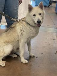 Shelter Stray Female Dog last seen , 14409 Vanowen St, Van Nuys, CA 91405, USA
