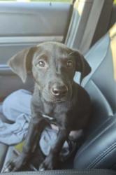 Shelter Stray Female Dog last seen CHARLOTTE, 8315 Byrum Dr, Charlotte, NC 28217, USA