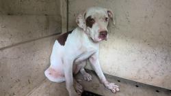 Shelter Stray Female Dog last seen Near BLOCK MEDARIUS, 4950 SW Triana Blvd, Huntsville, AL 35805, USA