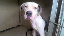 Shelter Stray Female Dog last seen Near BLOCK MEDARIUS, 4950 SW Triana Blvd, Huntsville, AL 35805, USA