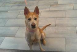 Shelter Stray Female Dog last seen CHARLOTTE, 8315 Byrum Dr, Charlotte, NC 28217, USA