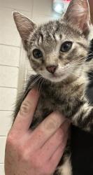 Shelter Stray Female Cat last seen Near BLOCK SMITH VASSER RD, 4950 SW Triana Blvd, Huntsville, AL 35805, USA