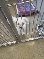 Shelter Stray Male Dog last seen Near BLOCK W TERRACE RIDGE DR, WEST VALLEY CITY UT 84128, 4522 W 3500 S, West Valley City, UT 84120, USA