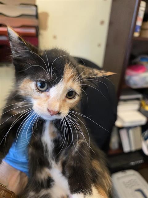 Shelter Stray Female Cat last seen Near BLOCK W 3540 S, WEST VALLEY CITY UT 84119, 4522 W 3500 S, West Valley City, UT 84120, USA