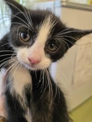 Shelter Stray Male Cat last seen Near BLOCK W 3540 S, WEST VALLEY CITY UT 84119, 4522 W 3500 S, West Valley City, UT 84120, USA