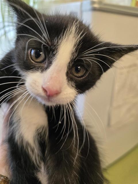 Shelter Stray Male Cat last seen Near BLOCK W 3540 S, WEST VALLEY CITY UT 84119, 4522 W 3500 S, West Valley City, UT 84120, USA