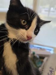 Shelter Stray Male Cat last seen Near BLOCK W 3540 S, WEST VALLEY CITY UT 84119, 4522 W 3500 S, West Valley City, UT 84120, USA