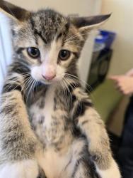 Shelter Stray Male Cat last seen Near BLOCK W 3540 S, WEST VALLEY CITY UT 84119, 4522 W 3500 S, West Valley City, UT 84120, USA