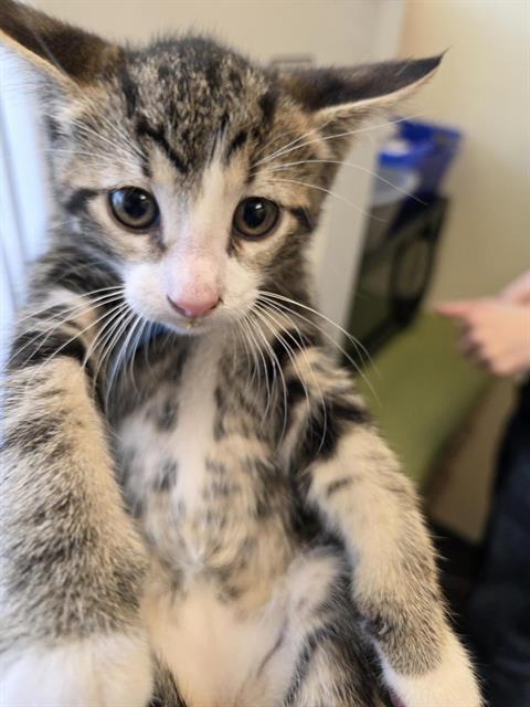 Shelter Stray Male Cat last seen Near BLOCK W 3540 S, WEST VALLEY CITY UT 84119, 4522 W 3500 S, West Valley City, UT 84120, USA