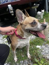 Reunited Female Dog last seen Lee pike/Spardling rd, Soddy-Daisy, TN 37379