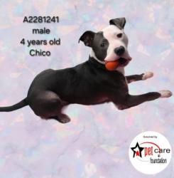 Shelter Stray Male Dog last seen , 3201 Lacy St, Los Angeles, CA 90031, USA