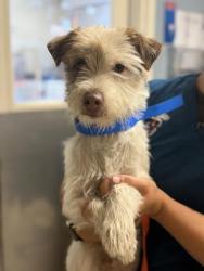 Shelter Stray Male Dog last seen Near BLOCK UNIVERSITY AVE, RIVERSIDE, CA, 6851 Van Buren Boulevard, Jurupa Valley, CA 92509, USA
