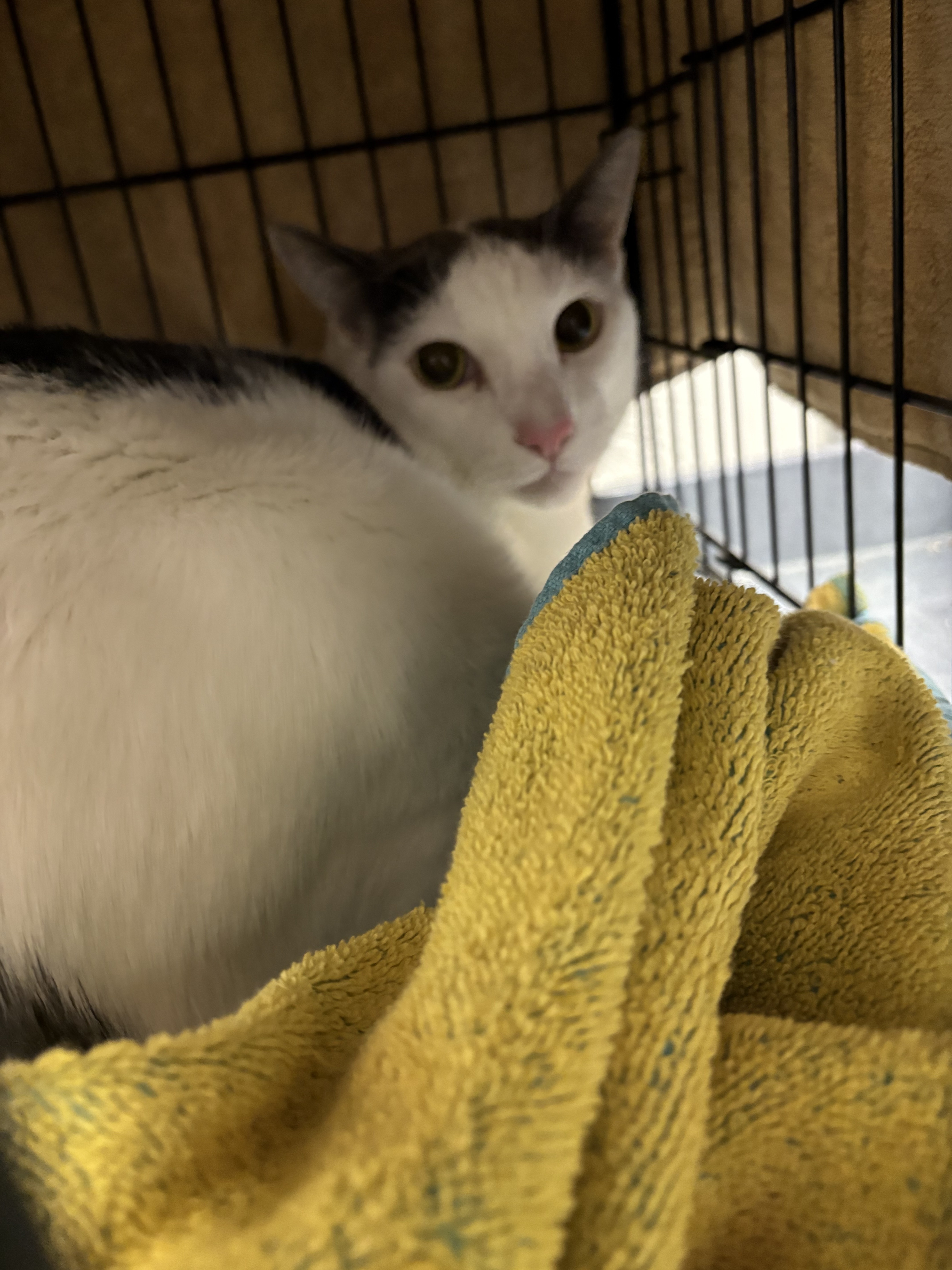 Shelter Stray Male Cat last seen , West Valley Animal Shelter, 20655 Plummer St, Chatsworth, CA 91311, USA