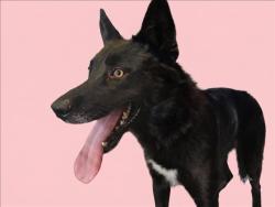 Shelter Stray Female Dog last seen , 1850 W 60th St, Los Angeles, CA 90047, USA