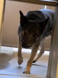 Shelter Stray Male Dog last seen Near BLOCK GRANNY CANYON, 3001 2nd St SW, Albuquerque, NM 87105, USA