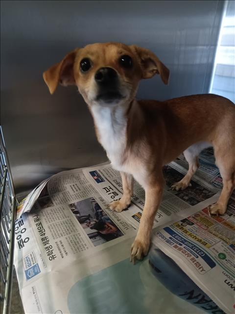 Shelter Stray Female Dog last seen , 1850 W 60th St, Los Angeles, CA 90047, USA