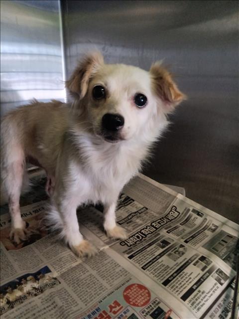 Shelter Stray Female Dog last seen , 1850 W 60th St, Los Angeles, CA 90047, USA