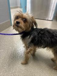 Shelter Stray Male Dog last seen Near BLOCK E CHEYENNE AVE, LAS VEGAS NV 89115, 655 N Mojave Rd, Las Vegas, NV 89101, USA