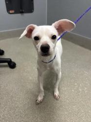 Shelter Stray Male Dog last seen Near BLOCK S LAMB BLVD, LAS VEGAS NV 89121, 655 N Mojave Rd, Las Vegas, NV 89101, USA