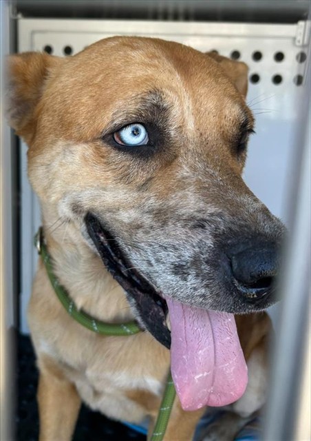 Shelter Stray Male Dog last seen DRY CREEK ROAD & NORTH AVE, 2127 Front St, Sacramento, CA 95818, USA