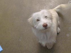 Shelter Stray Male Dog last seen POWER INN RD/ELSIE AVE, 95828, 3839 Bradshaw Rd, Sacramento, CA 95827, USA
