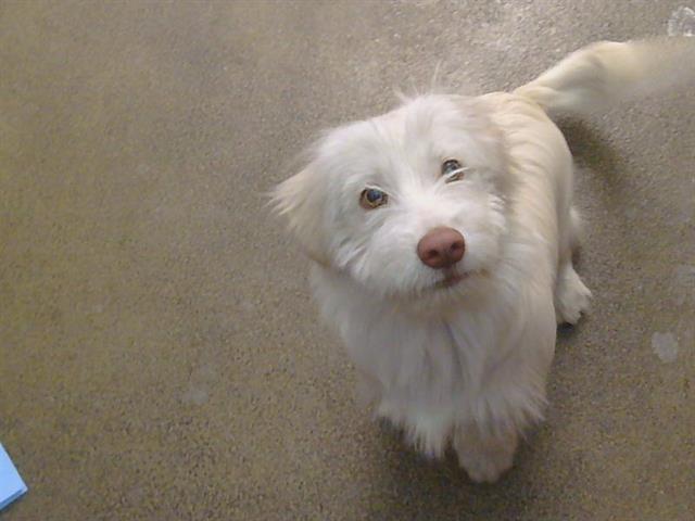 Shelter Stray Male Dog last seen POWER INN RD/ELSIE AVE, 95828, 3839 Bradshaw Rd, Sacramento, CA 95827, USA