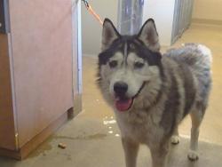 Shelter Stray Male Dog last seen FLORIN RD/GARDNER AVE, 95828, 3839 Bradshaw Rd, Sacramento, CA 95827, USA