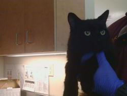 Shelter Stray Male Cat last seen DEL PRADO WAY/MONTE CASINO WAY, 95828, 3839 Bradshaw Rd, Sacramento, CA 95827, USA