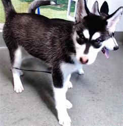 Shelter Stray Female Dog last seen 3RD AND CARROL, 1419 Bryant St, San Francisco, CA 94103, USA