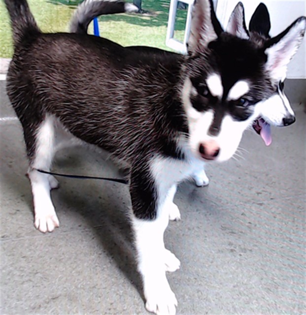 Shelter Stray Female Dog last seen 3RD AND CARROL, 1419 Bryant St, San Francisco, CA 94103, USA