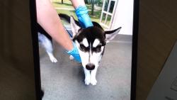 Shelter Stray Female Dog last seen 3RD AND CARROL, 1419 Bryant St, San Francisco, CA 94103, USA