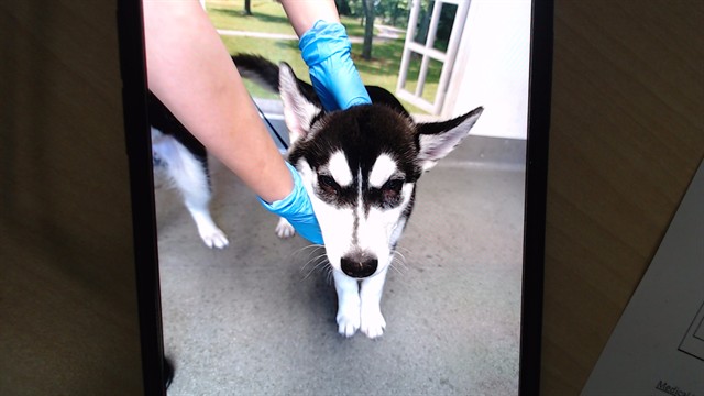 Shelter Stray Female Dog last seen 3RD AND CARROL, 1419 Bryant St, San Francisco, CA 94103, USA