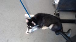 Shelter Stray Male Dog last seen 3RD AND CARROL, 1419 Bryant St, San Francisco, CA 94103, USA