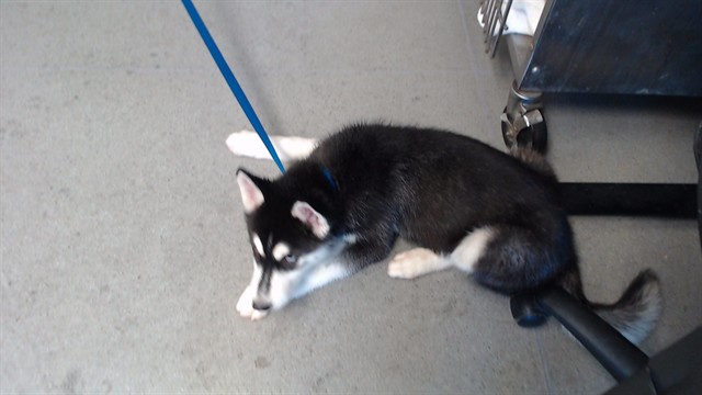 Shelter Stray Male Dog last seen 3RD AND CARROL, 1419 Bryant St, San Francisco, CA 94103, USA