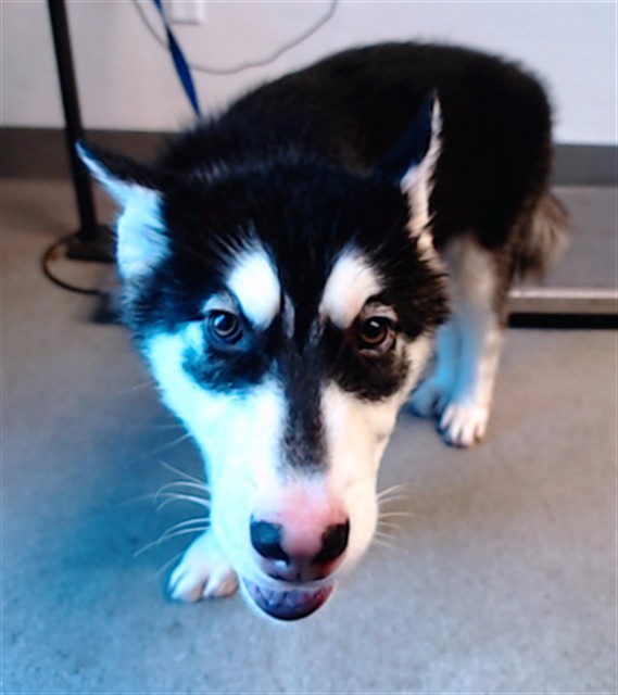 Shelter Stray Male Dog last seen 3RD AND CARROL, 1419 Bryant St, San Francisco, CA 94103, USA