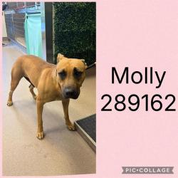 Shelter Stray Female Dog last seen HIDDEN LAKES CT, 4214 Fulton Mill Rd, Macon, GA 31216, USA
