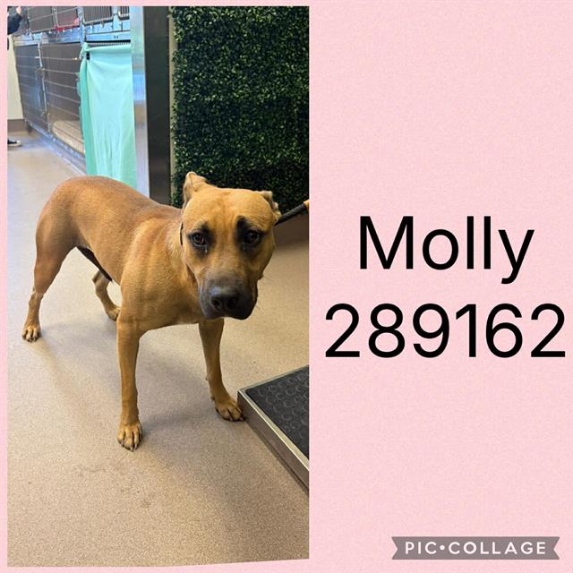 Shelter Stray Female Dog last seen HIDDEN LAKES CT, 4214 Fulton Mill Rd, Macon, GA 31216, USA