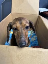Shelter Stray Female Dog last seen , 4710 TX-151, San Antonio, TX 78227, USA