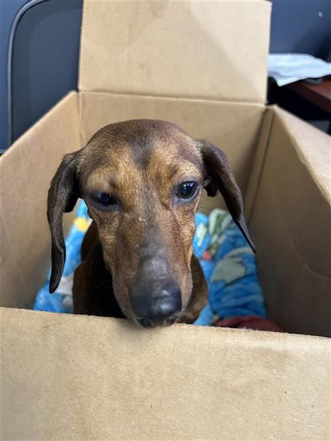 Shelter Stray Female Dog last seen , 4710 TX-151, San Antonio, TX 78227, USA