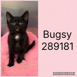 Shelter Stray Female Cat last seen HOUSTON RD, 4214 Fulton Mill Rd, Macon, GA 31216, USA