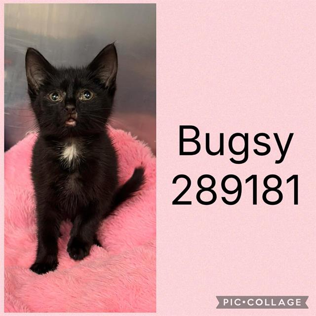 Shelter Stray Female Cat last seen HOUSTON RD, 4214 Fulton Mill Rd, Macon, GA 31216, USA